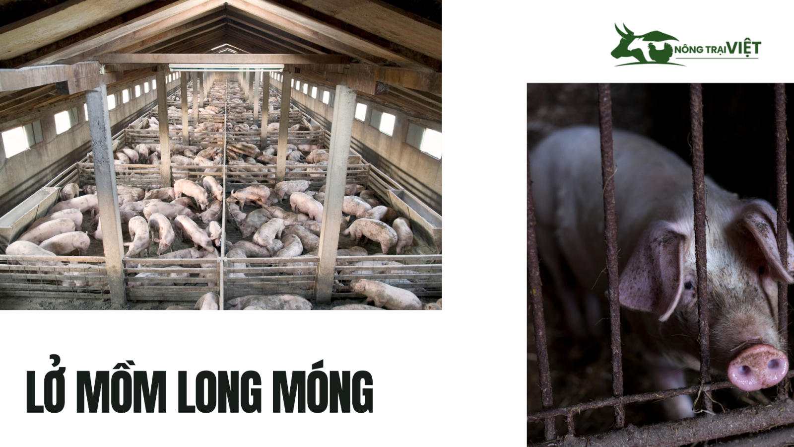 Các bệnh thường gặp trên heo