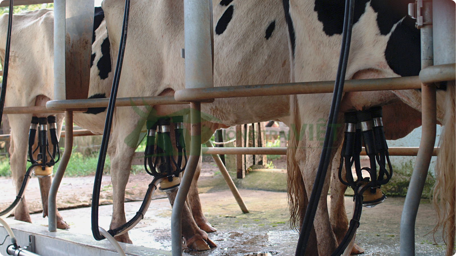 Mô hình chuồng trại nuôi bò sữa công nghệ cao sạch sẽ