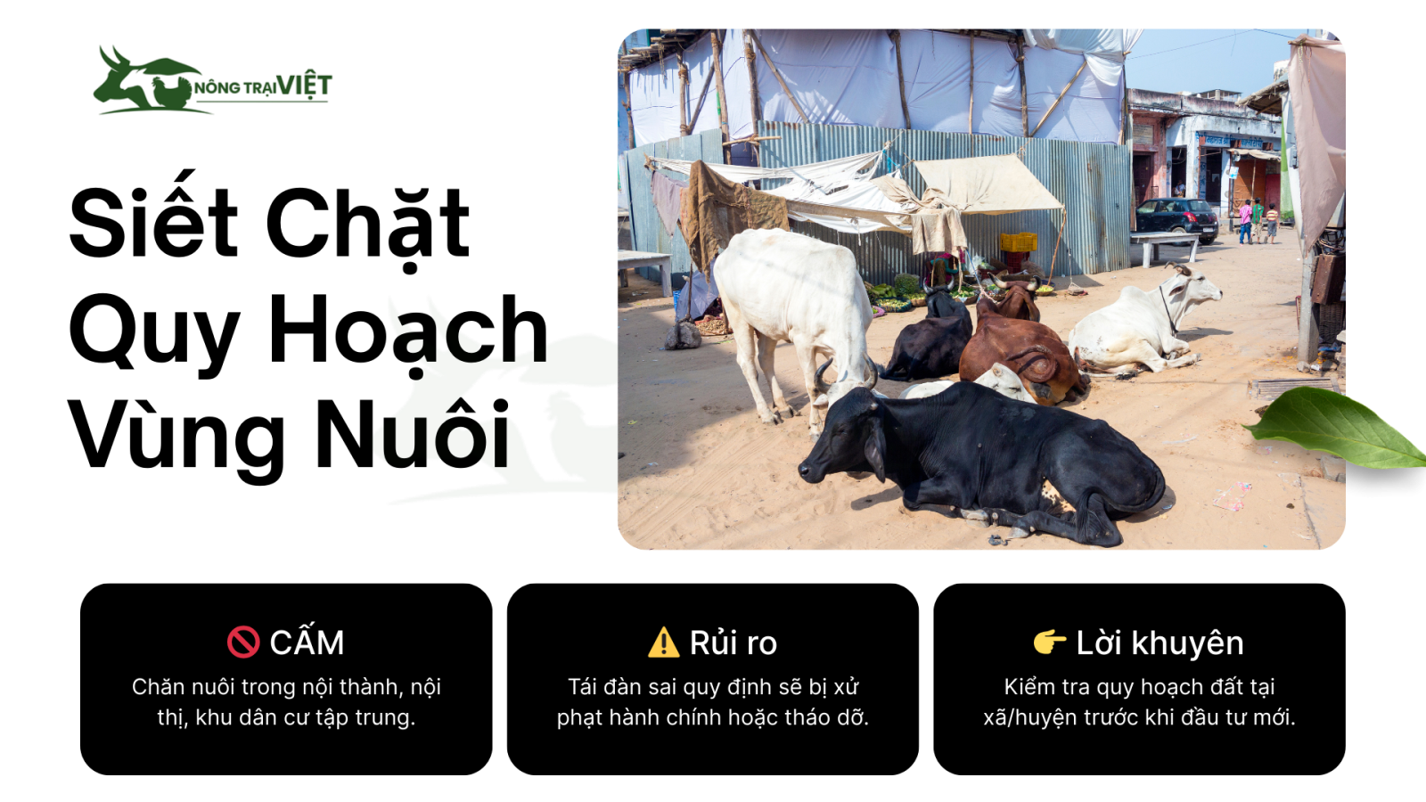Quy định cấm chăn nuôi trong khu dân cư, quy hoạch vùng nuôi 2025