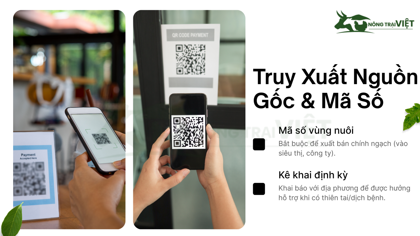 Đăng ký mã số vùng nuôi