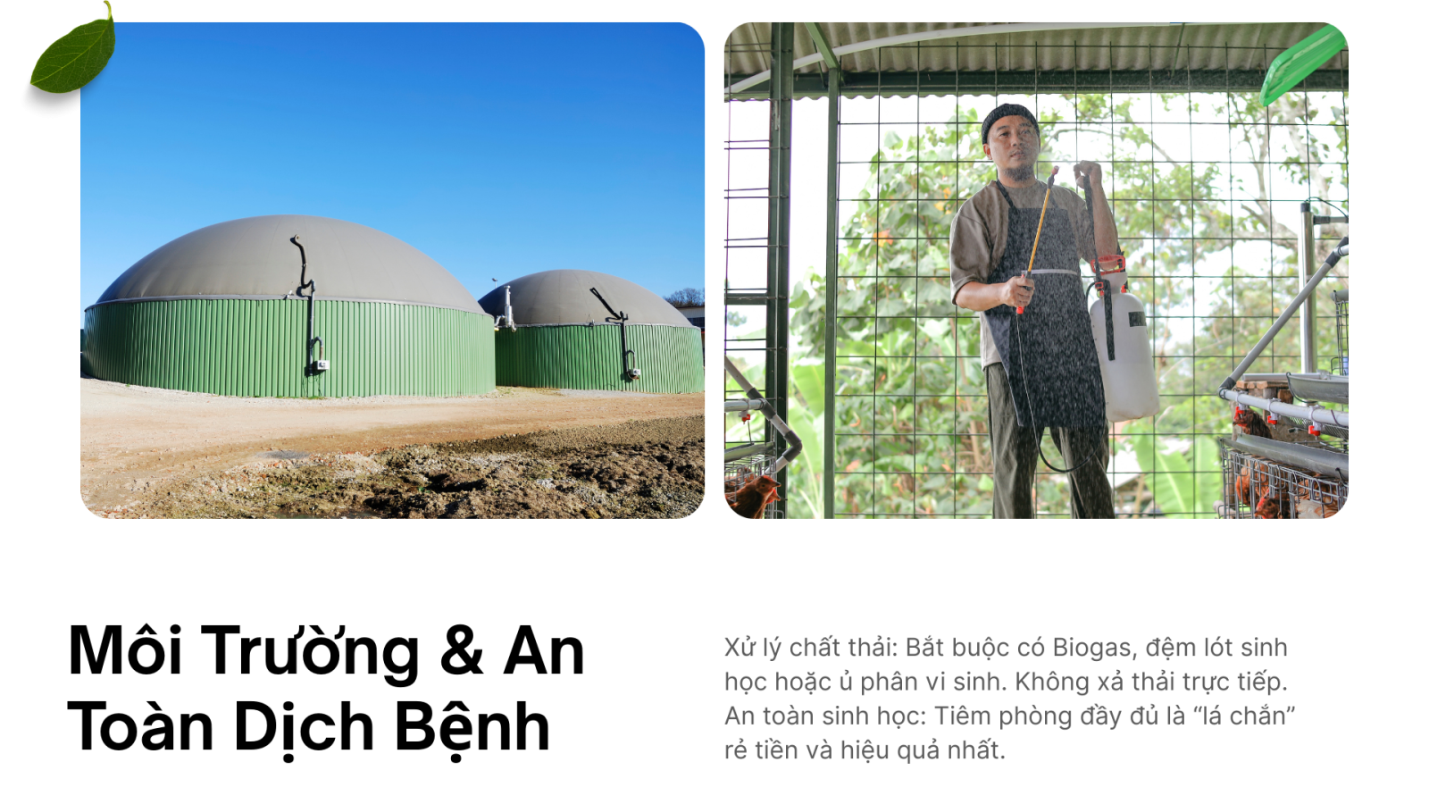 Mô hình chăn nuôi không mùi hôi