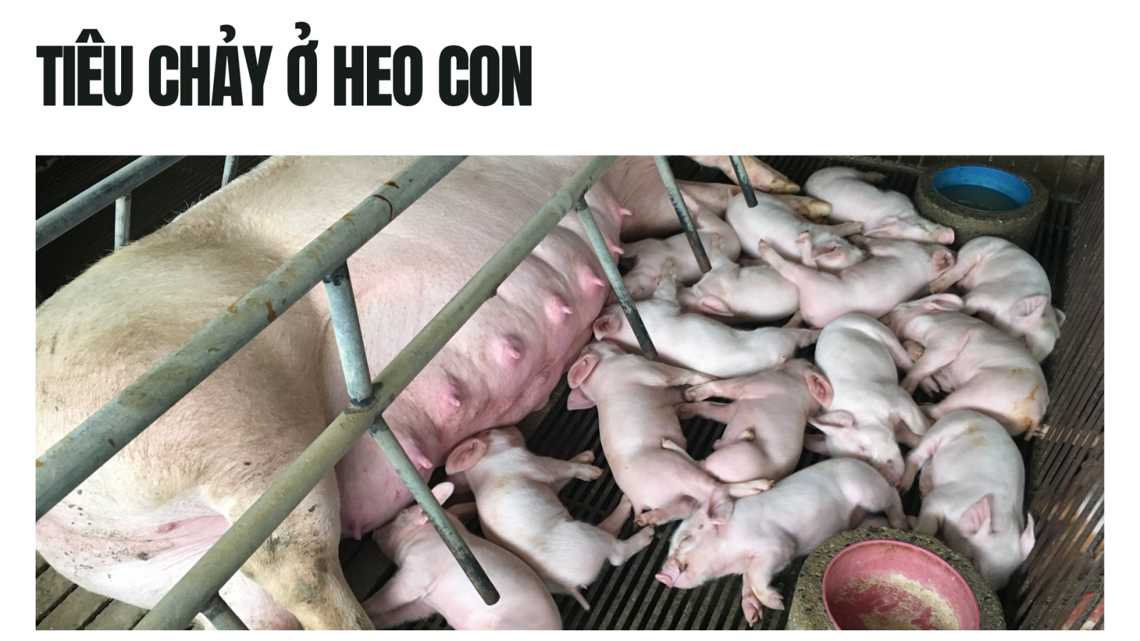 Các bệnh thường gặp trên heo