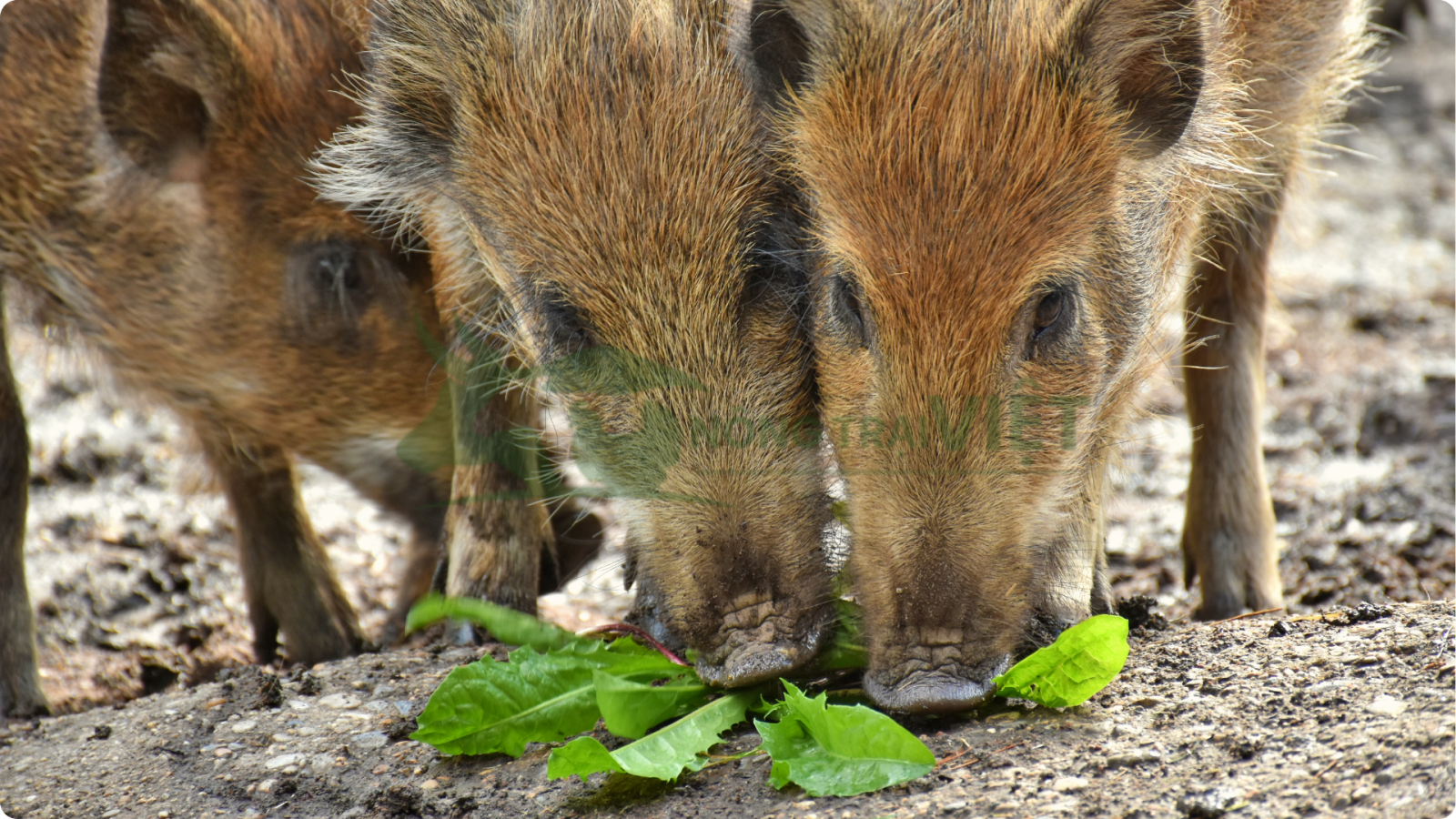 Heo rừng lai ăn thức ăn xanh