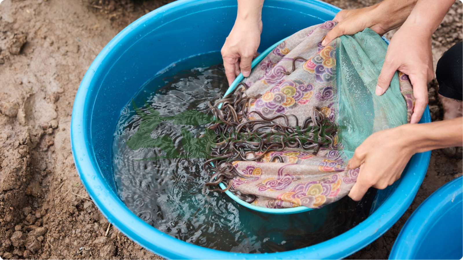 Cá chình giống nước ngọt khỏe mạnh được thuần dưỡng