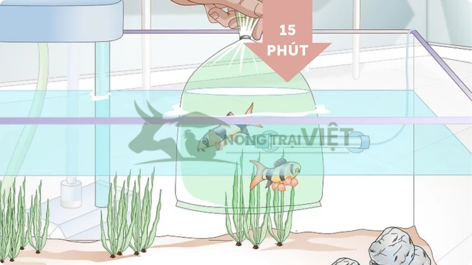 Kỹ thuật thả cá giống không sốc nhiệt