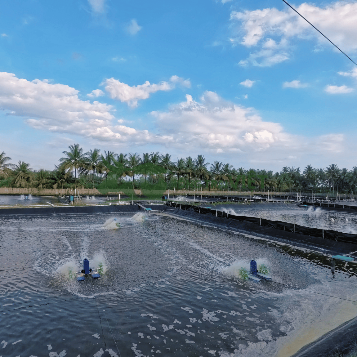 Xử Lý Đáy Ao Nuôi Và Kiến Tạo Nguồn Nước Sinh Học Tự Nhiên