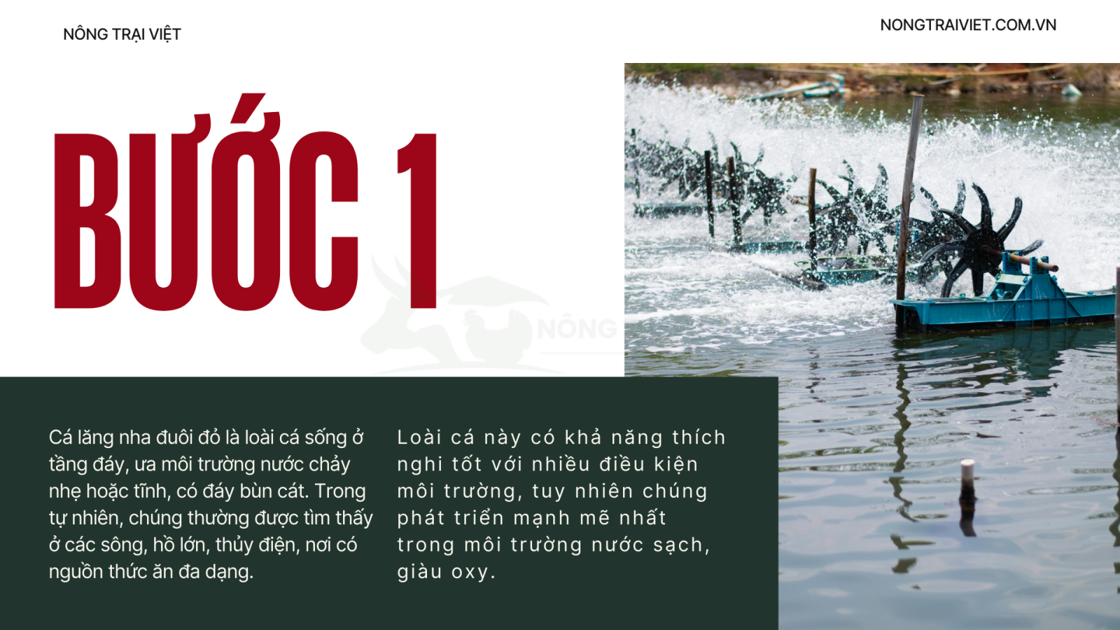 Kỹ thuật nuôi cá lăng nha - Nông trại việt