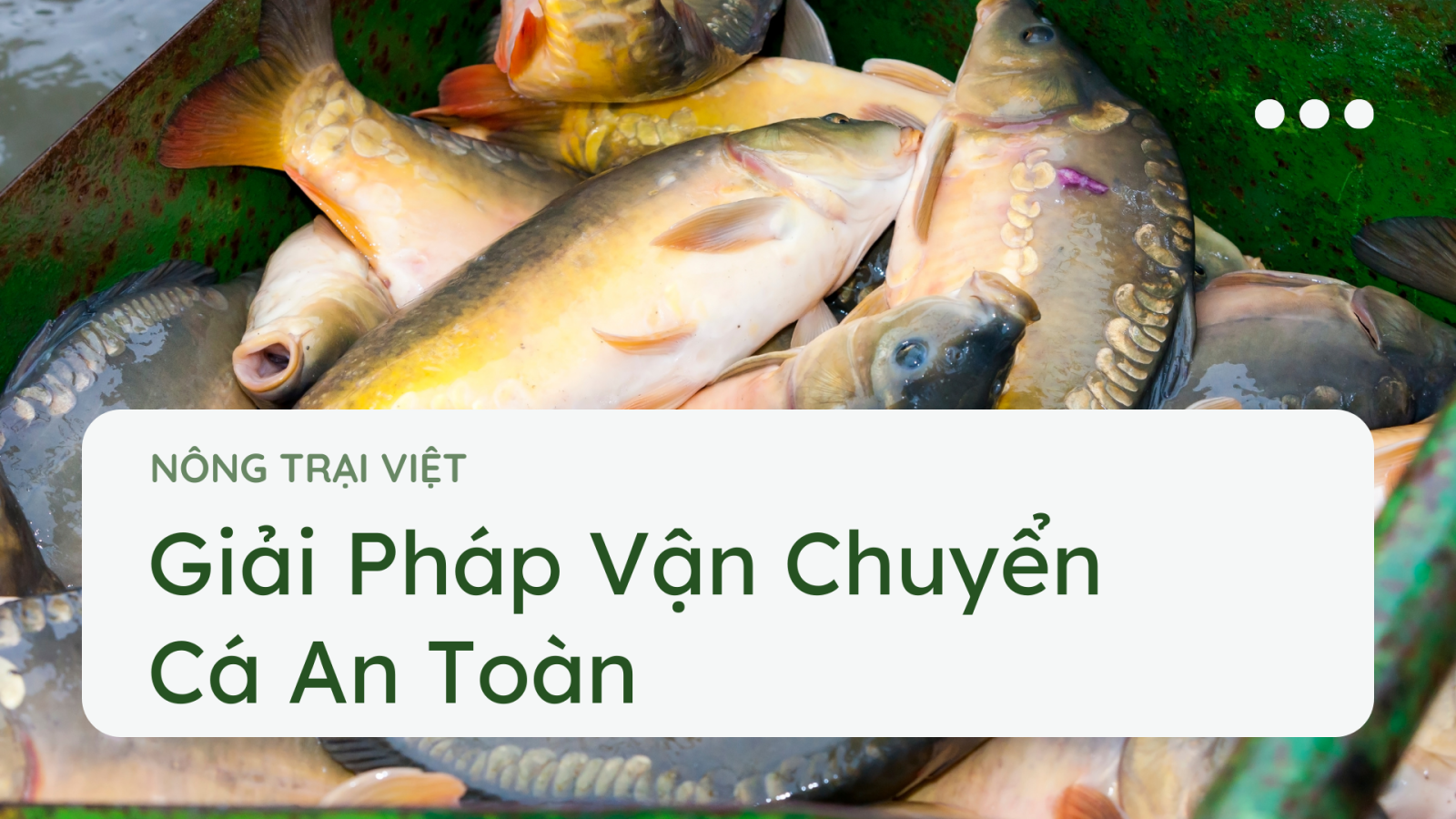 kỸ THUẬT VẬN CHUYỂN CÁ