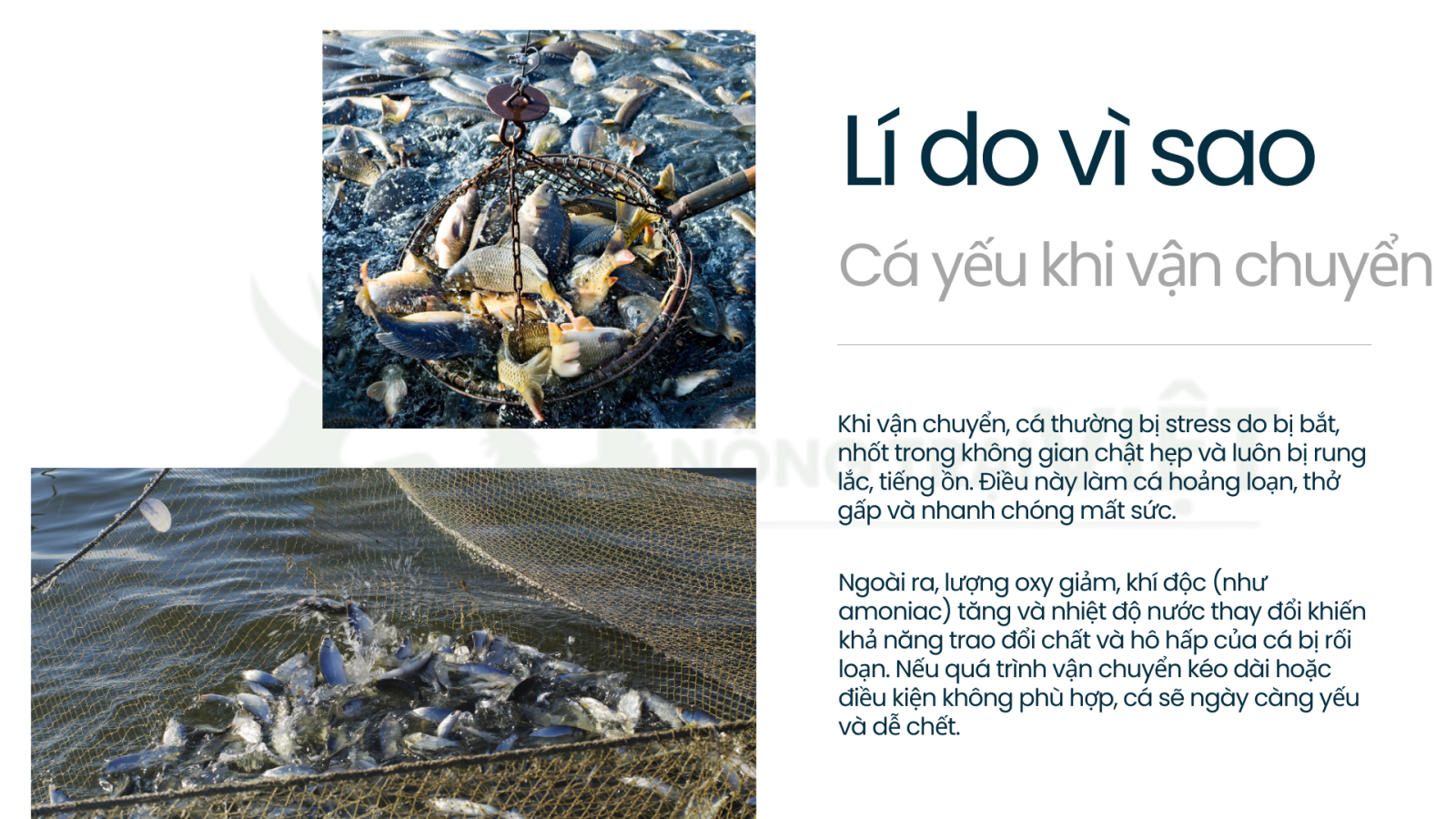 Giải pháp giúp cá khỏe khi vận chuyển