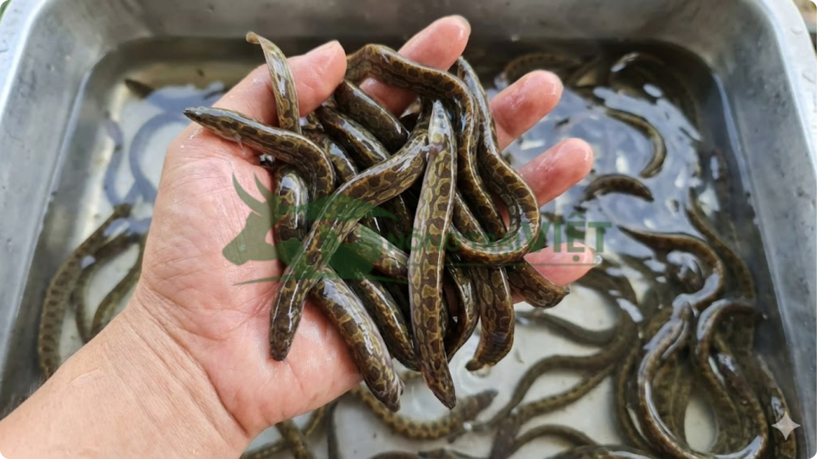 Cá chạch lấu giống khỏe mạnh sạch bệnh tại Nông Trại Việt