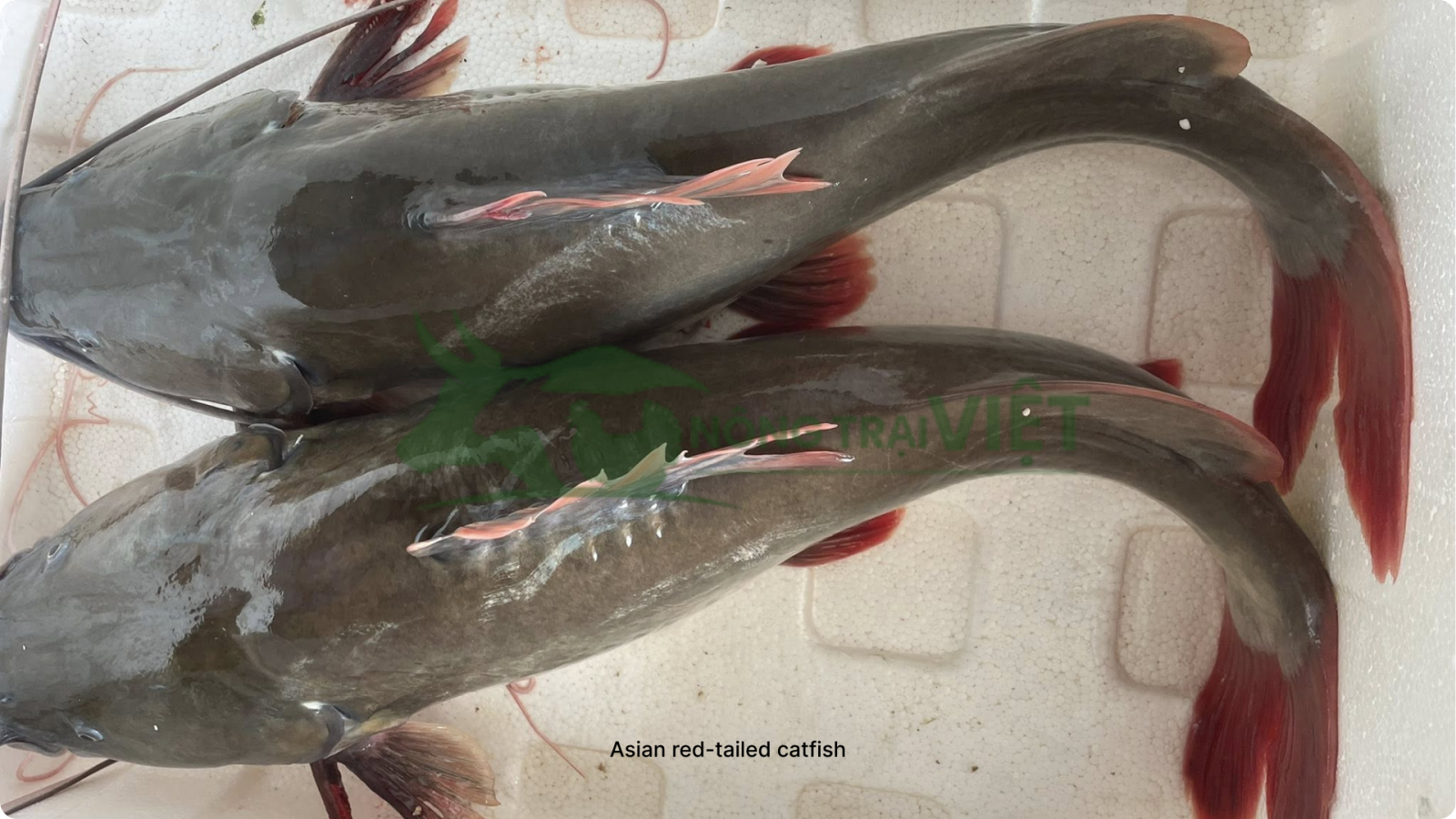 Cá lăng nha thương phẩm kích thước lớn thịt trắng ngon