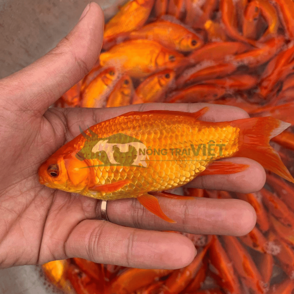 Cận cảnh những chú cá chép đỏ mắt đen vây đỏ chuẩn đẹp