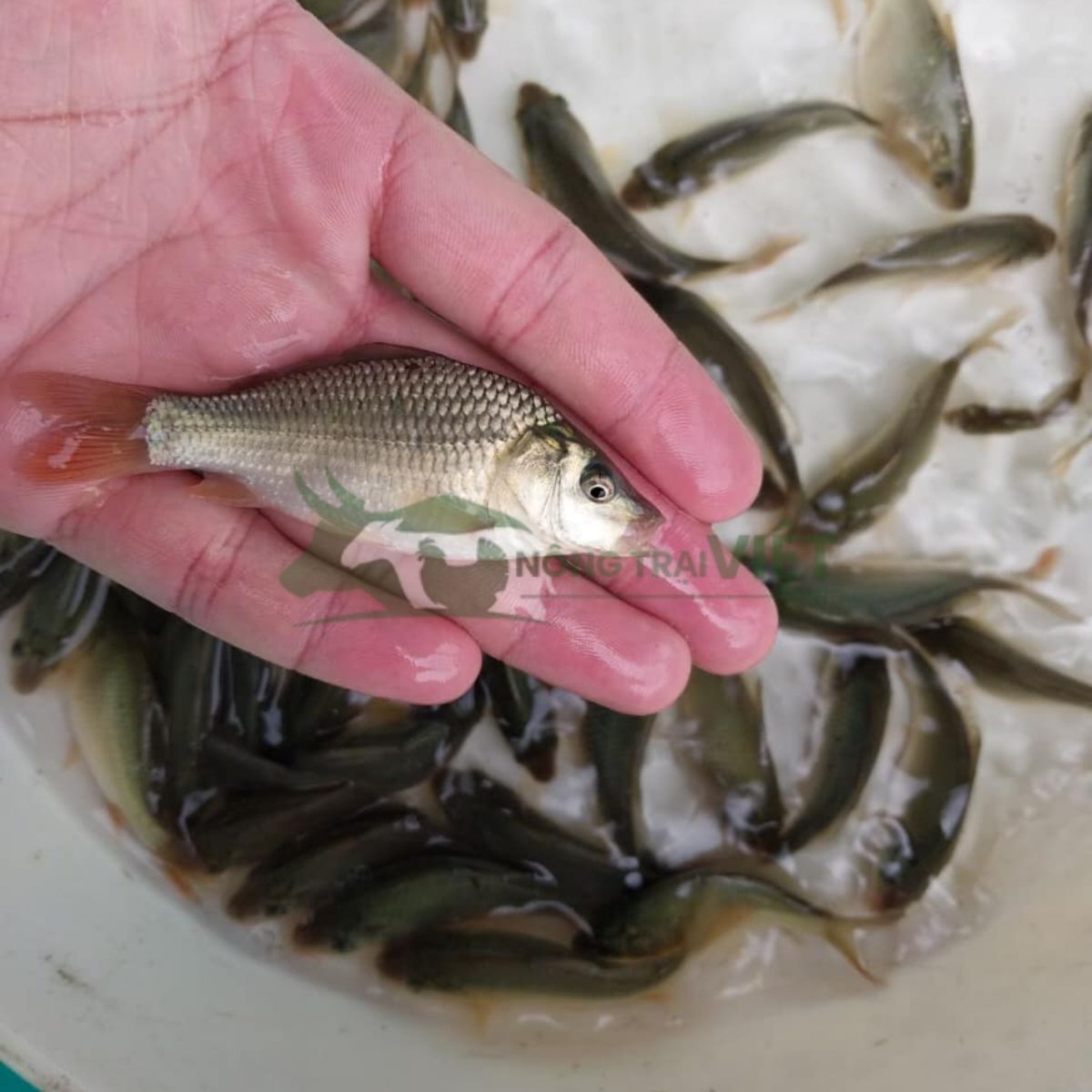 Cá chép giống V1 kích cỡ đồng đều bơi khỏe trong bể ương