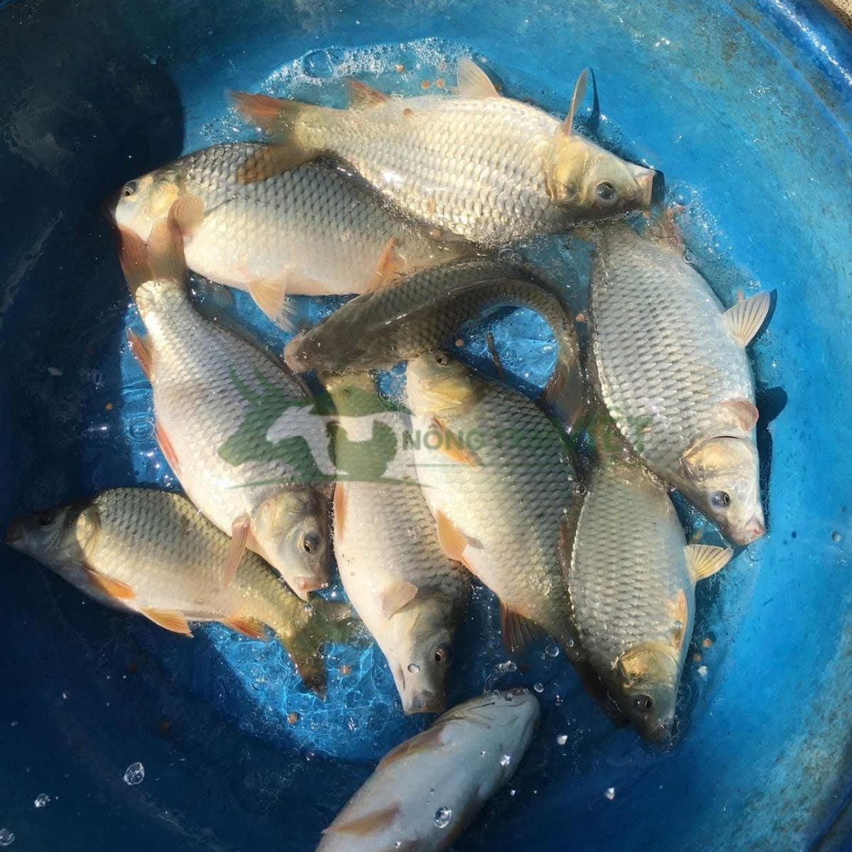 Cá chép V1 thương phẩm với đặc điểm thân ngắn, lưng cao và bụng dày