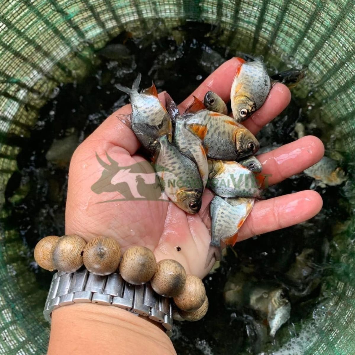 Đàn cá chim vây đỏ giống khỏe mạnh kích thước đồng đều tại Nông Trại Việt