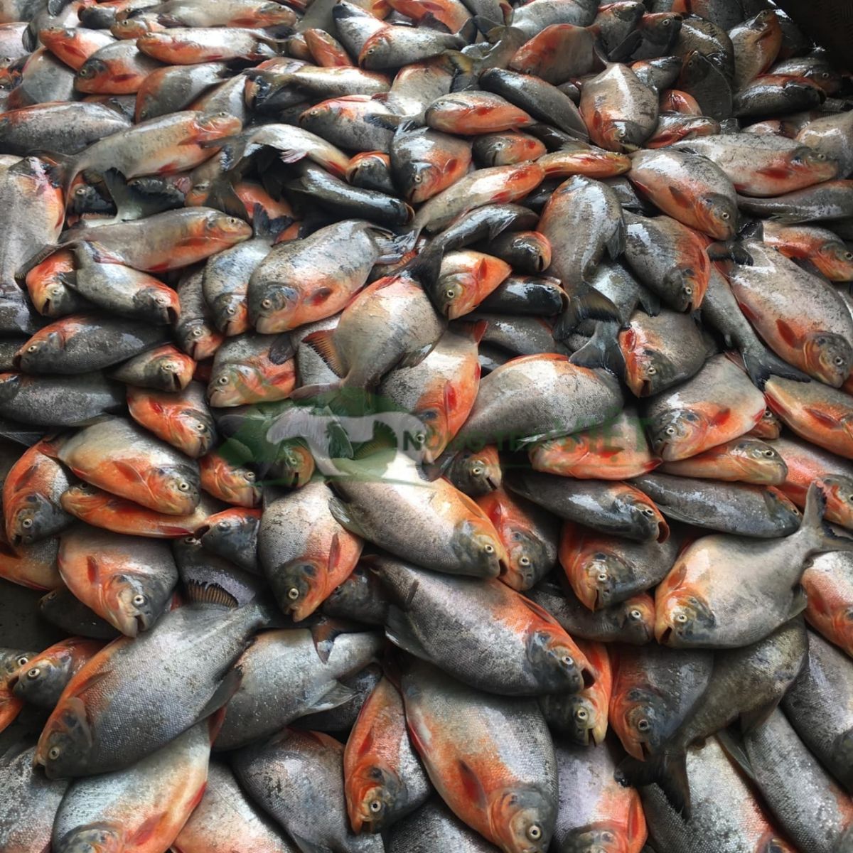 Cá chim vây đỏ thương phẩm thân dày vây đỏ rực rỡ đạt trọng lượng lớn