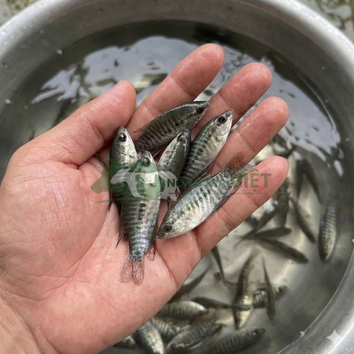 Cá sặc rằn giống khỏe mạnh kích thước đồng đều tại Nông Trại Việt