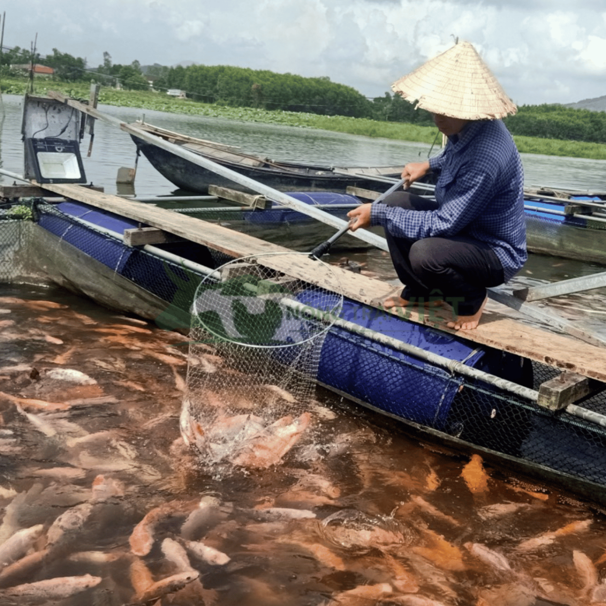 Mẻ lưới cá diêu hồng thương phẩm đạt trọng lượng trên 1kg/con