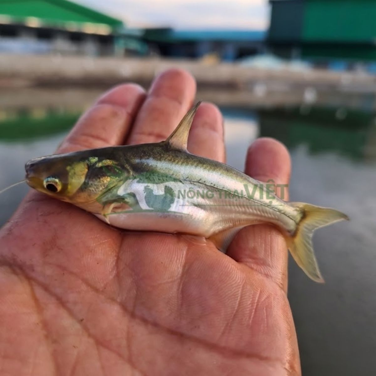 Cá tra dầu giống lưng đen bụng trắng khỏe mạnh tại trại giống