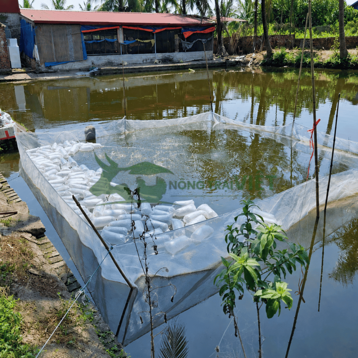 Đóng oxy và vận chuyển cá giống tại Nông Trại Việt