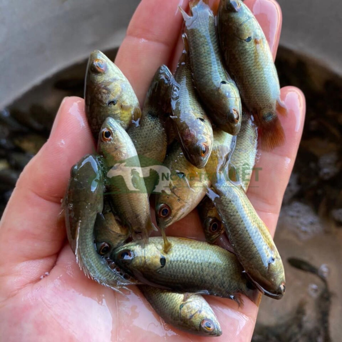 Cá rô đồng giống đầu nhím và đầu vuông kích thước đồng đều