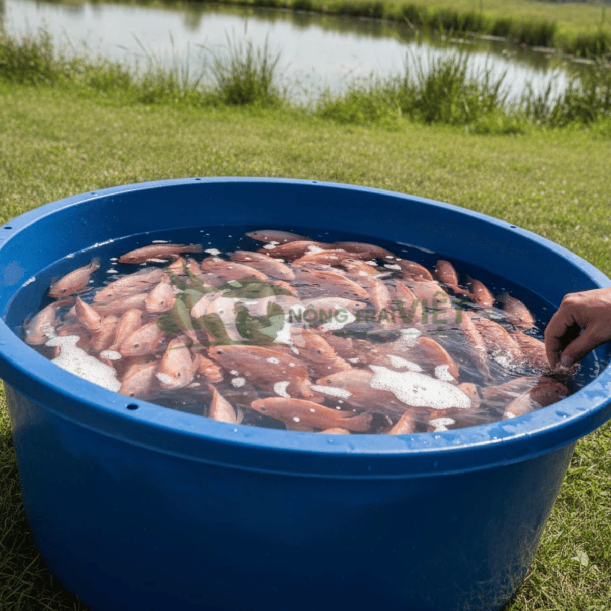 Kiểm tra sức khỏe cá diêu hồng giống trước khi thả