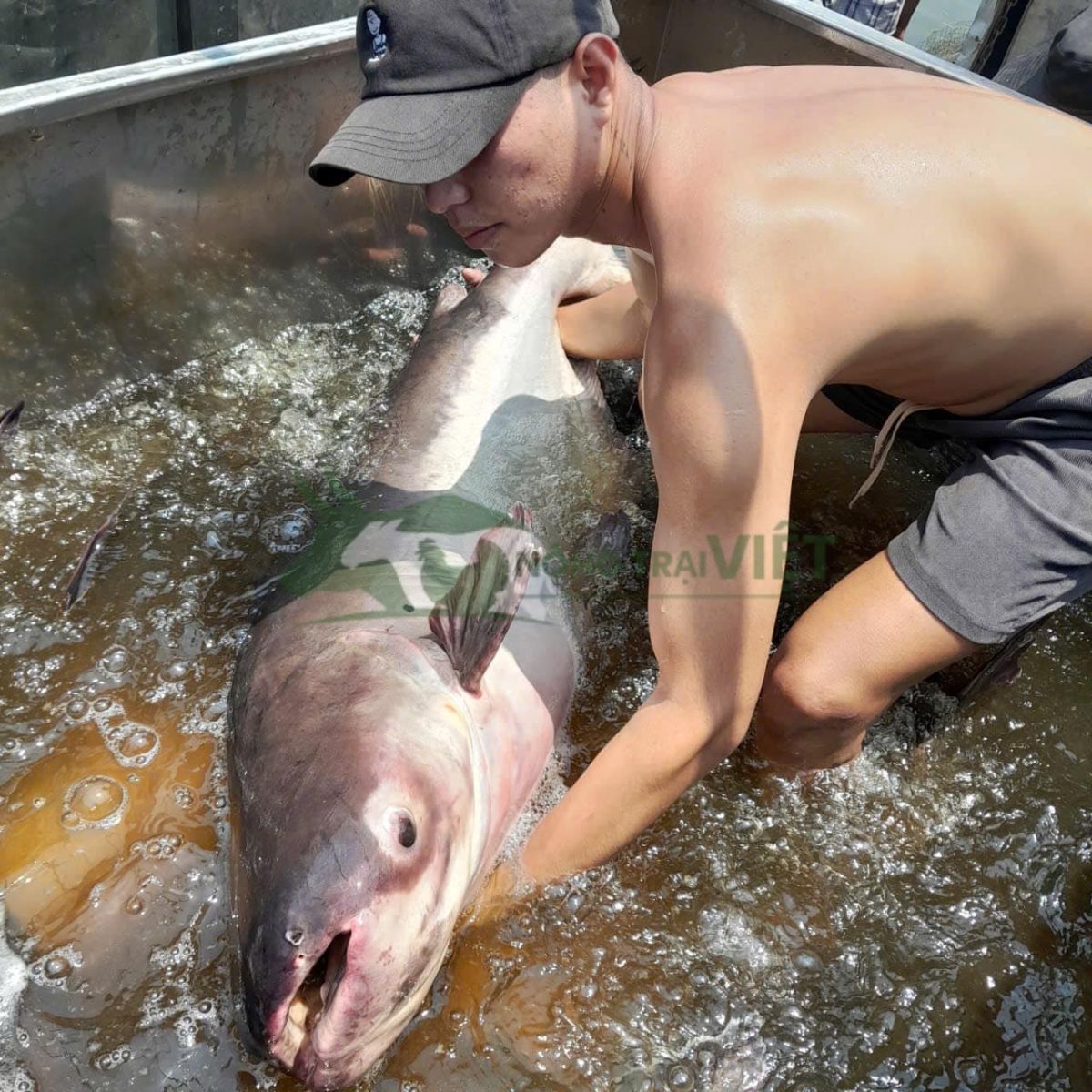 Cá tra dầu thương phẩm kích thước lớn nuôi trong ao đất năng suất cao