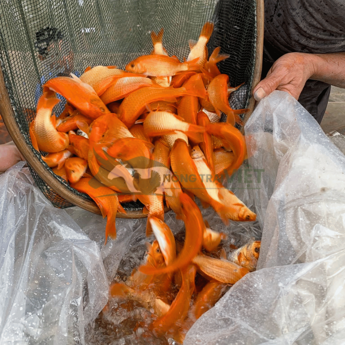 Nông dân thu hoạch cá chép đỏ nhẹ nhàng bằng vợt lưới mềm