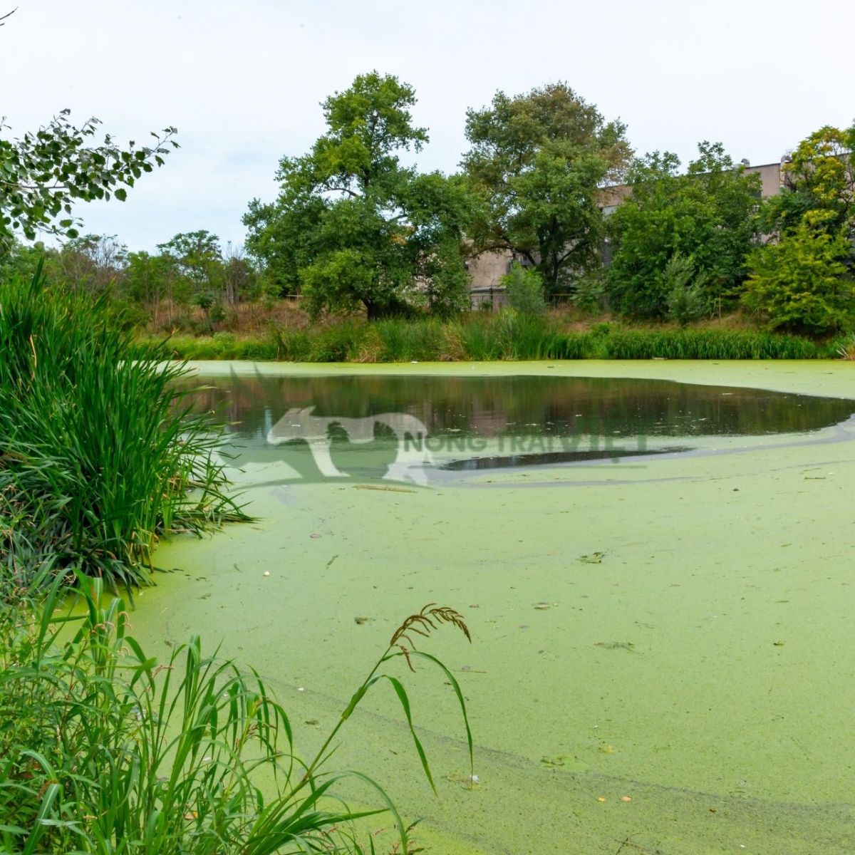 Mô hình ao nuôi cá sặc rằn thương phẩm gây màu nước tốt