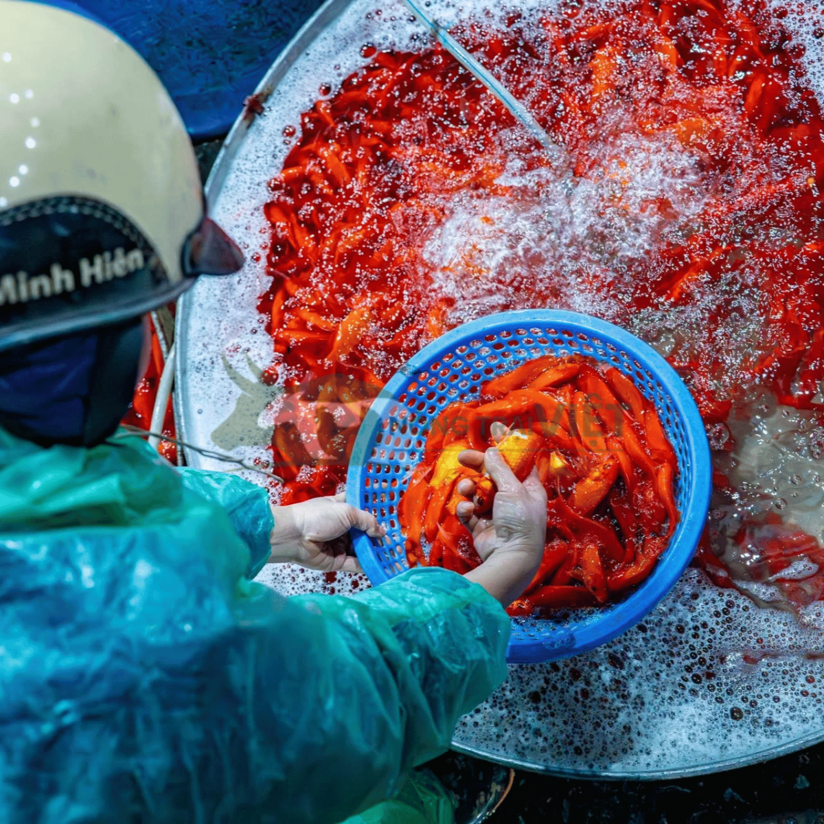 Ao nuôi cá chép đỏ mật độ cao đang vào vụ thu hoạch Tết