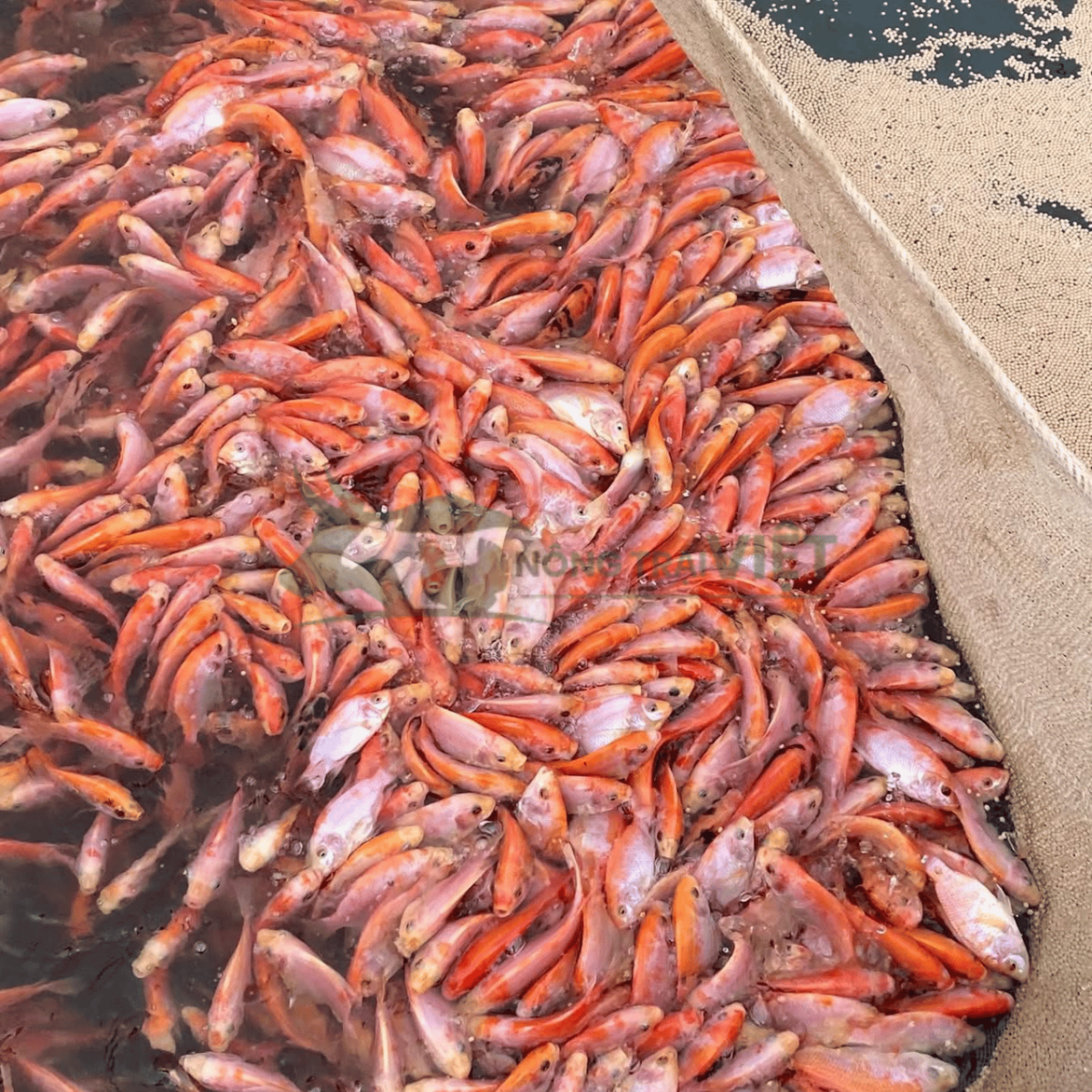 Toàn cảnh ao nuôi cá diêu hồng thâm canh sử dụng quạt nước tạo oxy