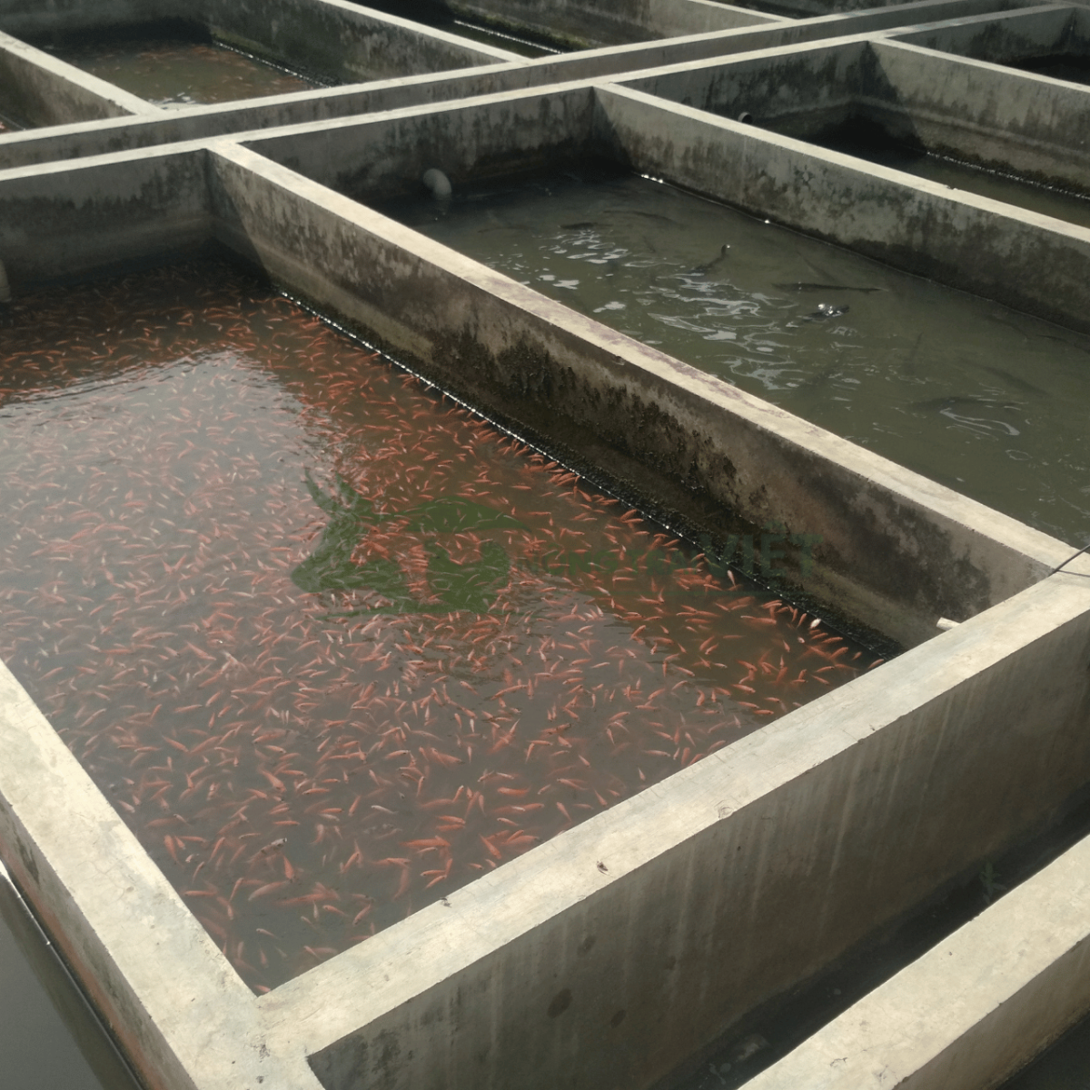 Mô hình nuôi cá nước ngọt trong bể xi măng tại hộ gia đình
