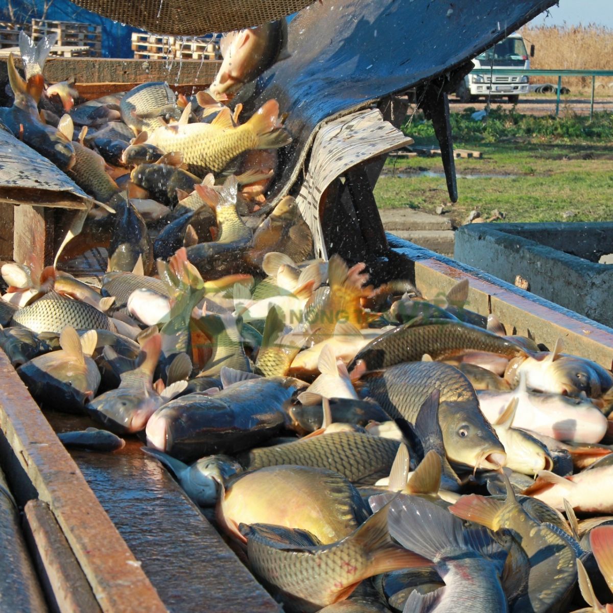 Cảnh thu hoạch cá chép V1 đạt trọng lượng lớn sau 8 tháng nuôi