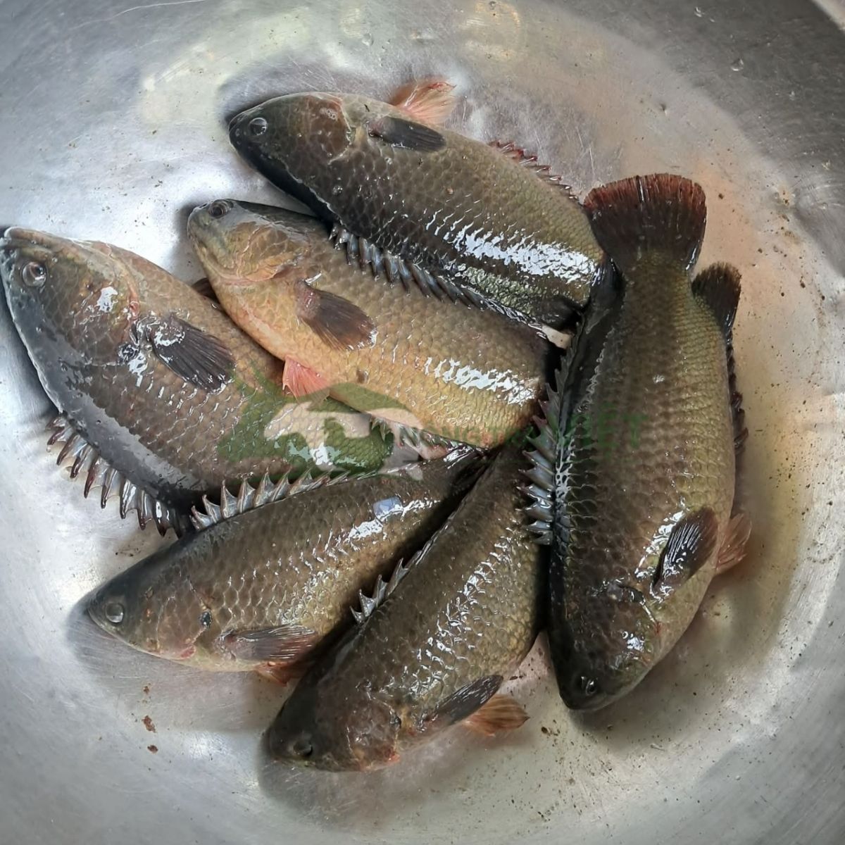 Cảnh thu mua cá rô đồng thương phẩm số lượng lớn tại ao của bà con nông dân