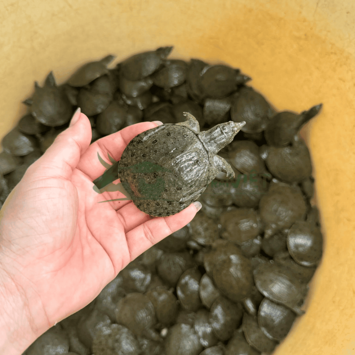 Ba ba trơn giống dễ được nhiều hộ chăn nuôi thủy sản quan tâm