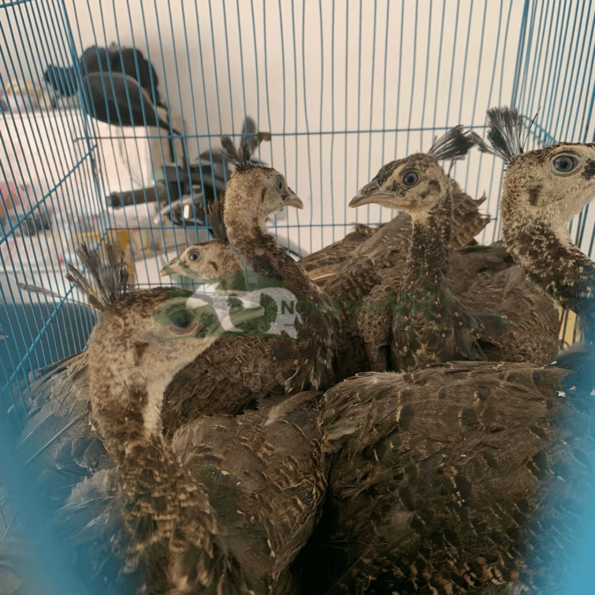 Đàn chim công hậu bị 6 tháng tuổi chuẩn bị xuất bán cho khách hàng