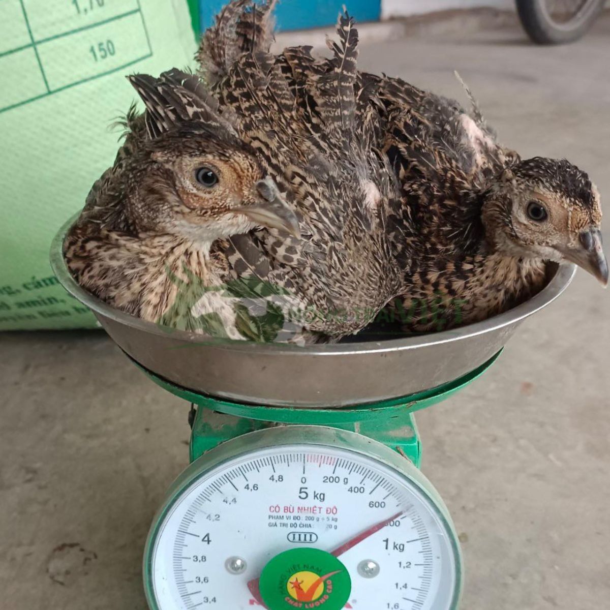 Đàn chim trĩ giống tại Nông Trại Việt