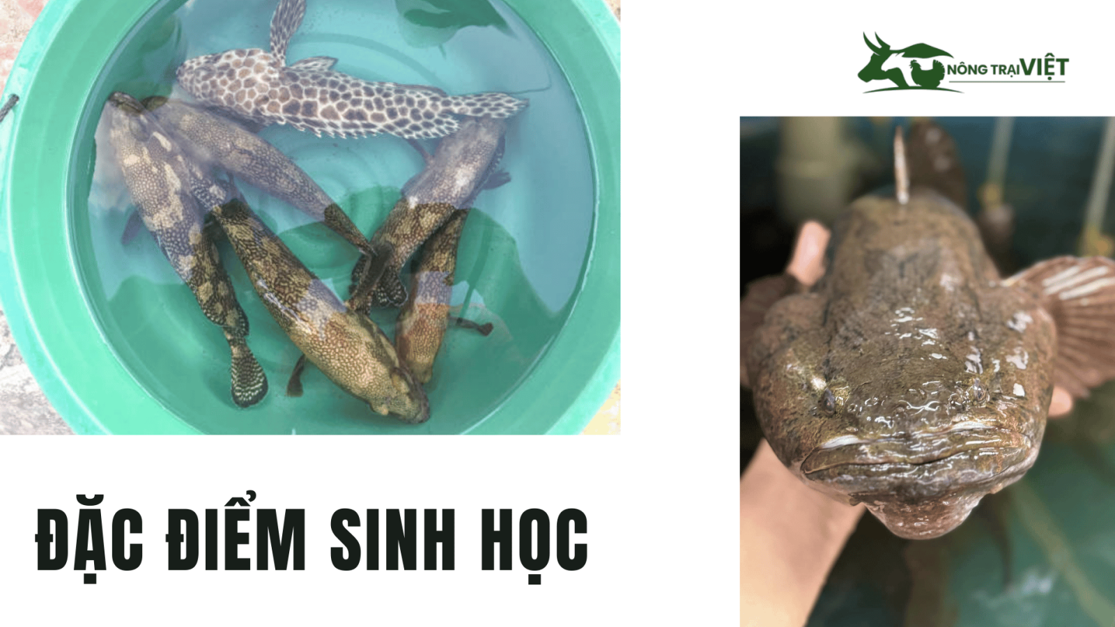 Đặc điểu sinh học cá bống tượng