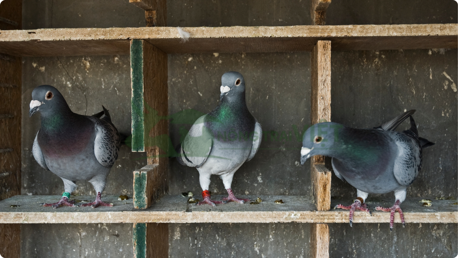 Bồ câu pháp dòng titan siêu thịt