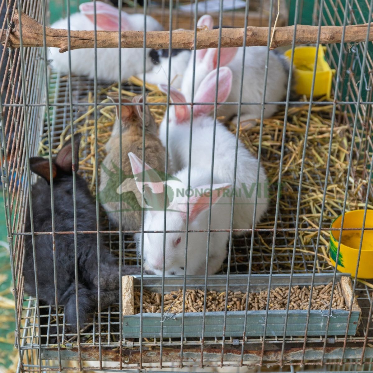 Kỹ thuật chăm sóc thỏ con mới đẻ đạt tỉ lệ sống cao