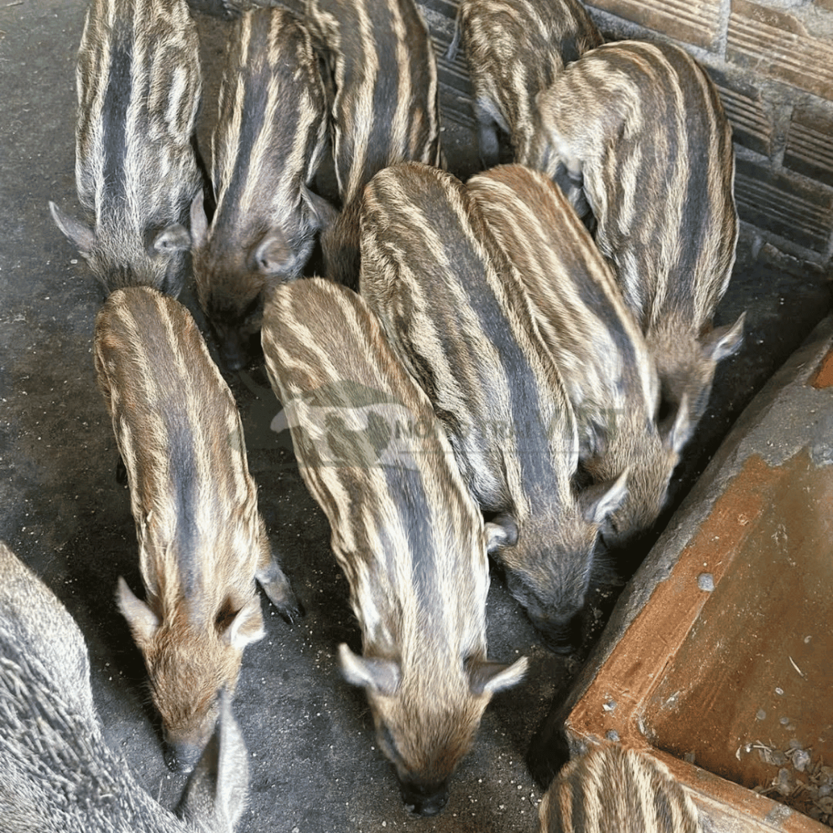 Cách lựa chọn heo rừng giống khỏe mạnh