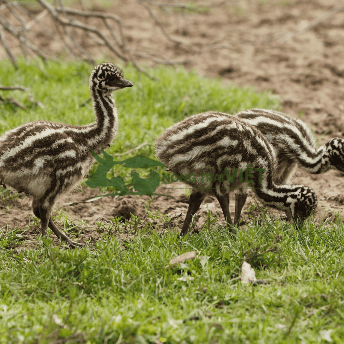 Đà điểu Emu con cần được chăm sóc kỹ trong giai đoạn đầu