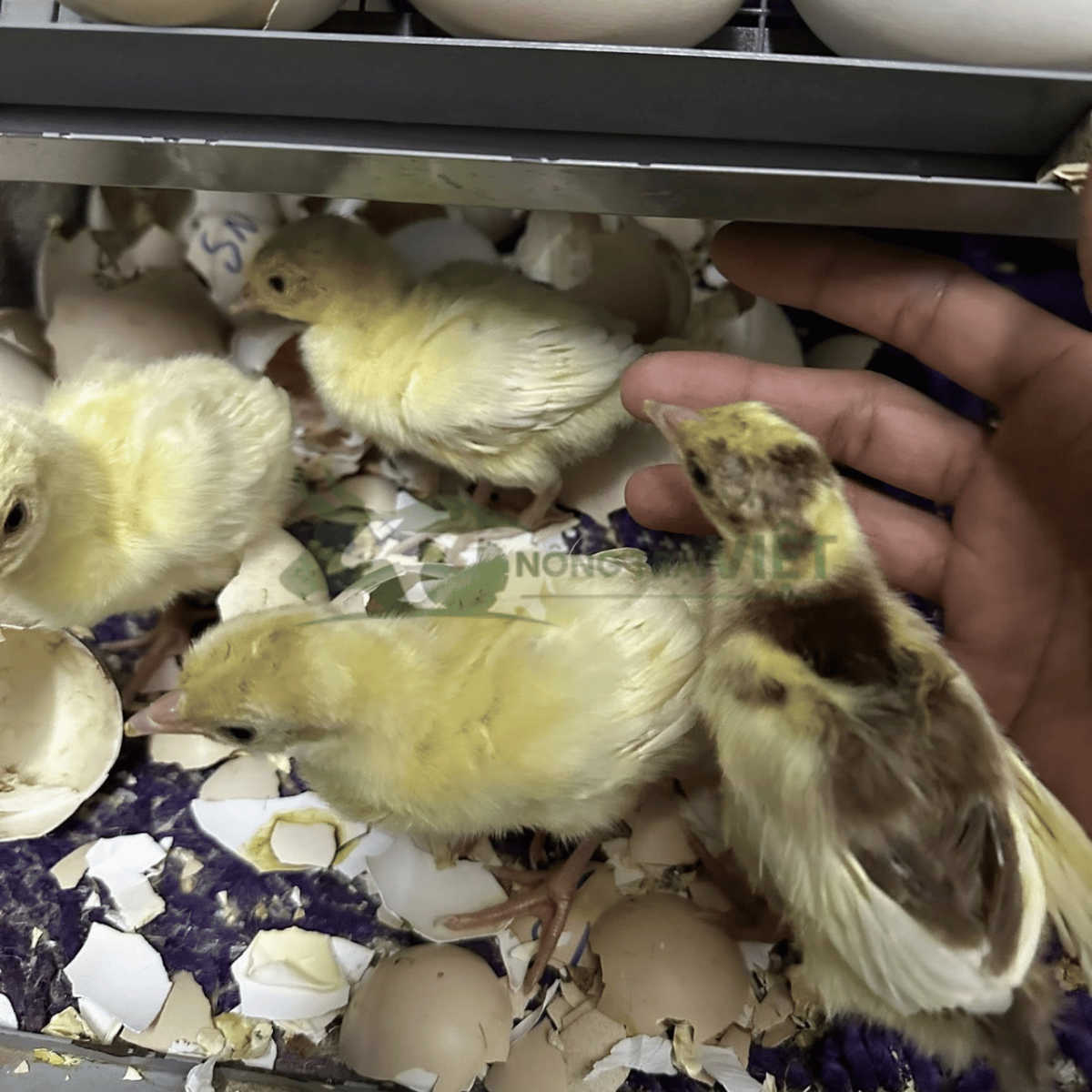 Chim công con mới nở khỏe mạnh, mắt sáng, chân cứng cáp