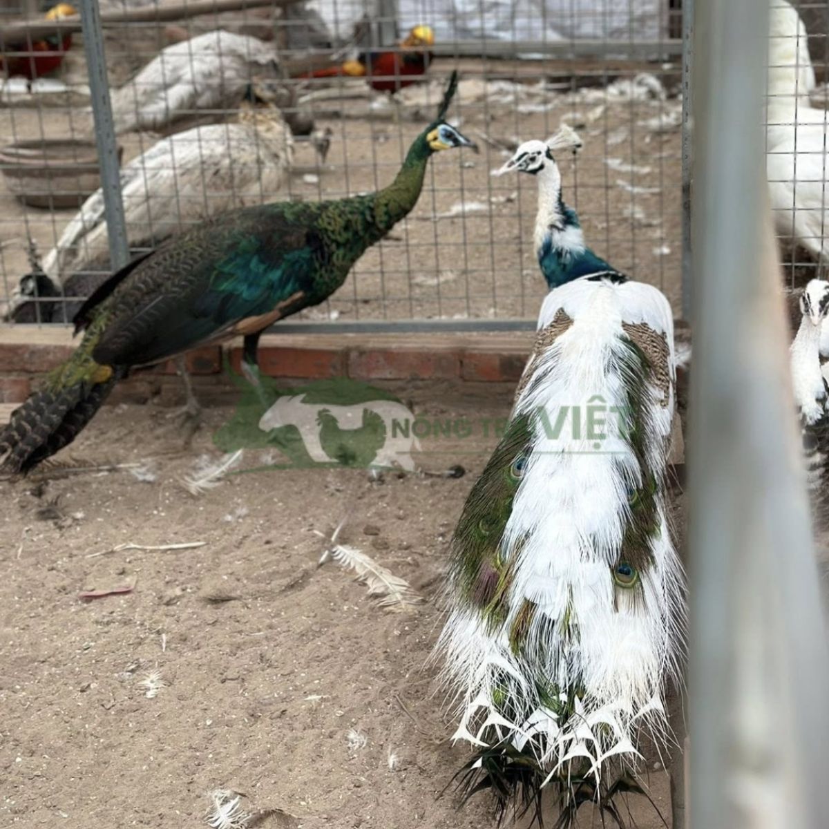 Chim công ngũ sắc đột biến gen màu sắc rực rỡ giá trị cao