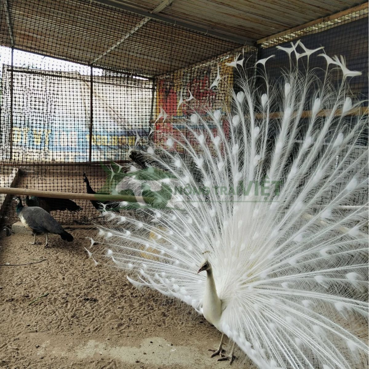 Chim công trắng bạch khổng tước quý hiếm phong thủy