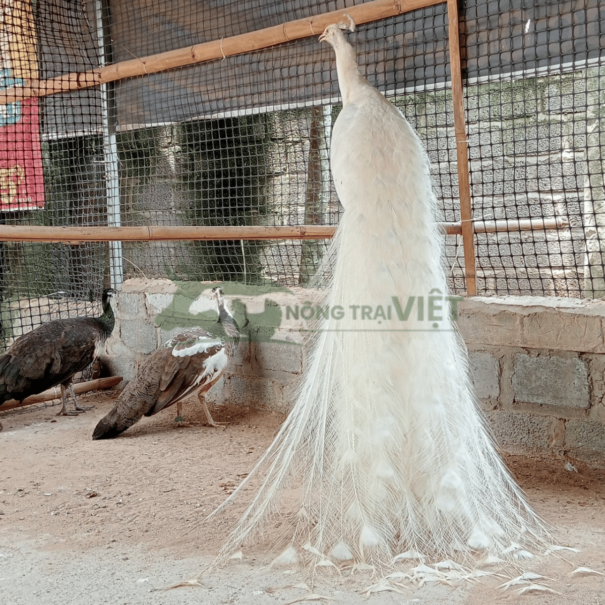 Chim công trắng trống trưởng thành đuôi rực rỡ khoe sắc