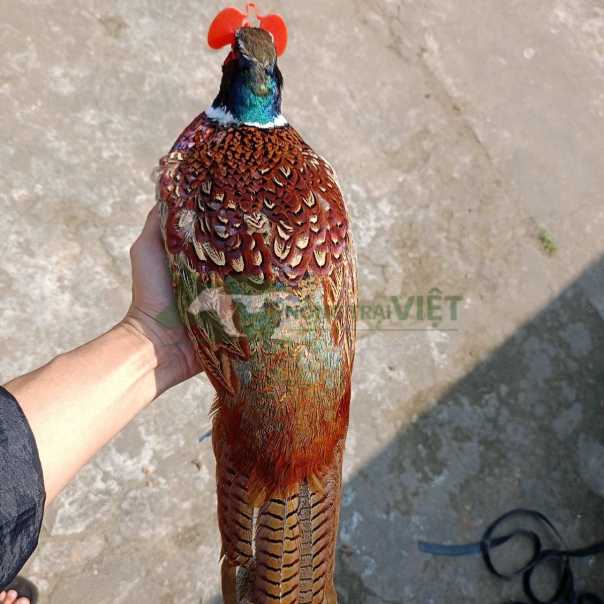 Chim trĩ đỏ khoang cổ trống với bộ lông đỏ rực rỡ