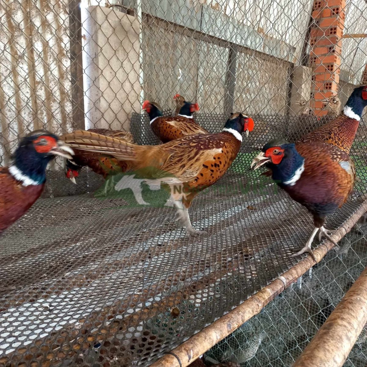 Mô hình chuồng nuôi chim trĩ đỏ rải trấu và quây lưới B40