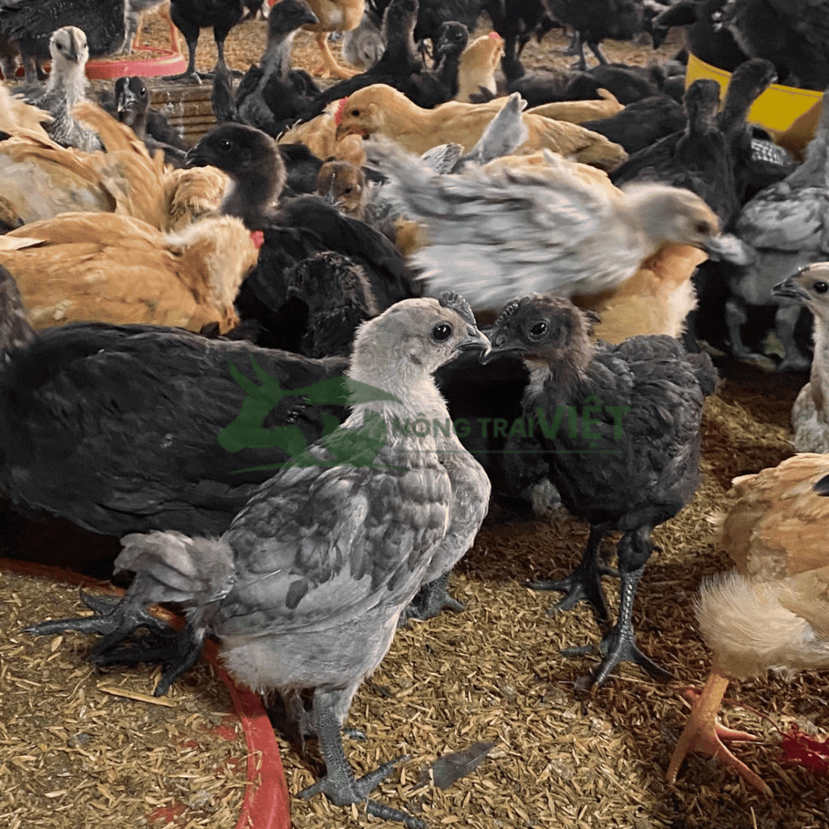 Cơ sở chăn nuôi an toàn dịch bệnh tại Khánh Hòa