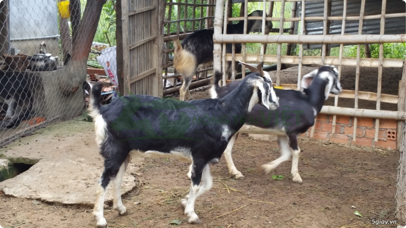 Dê bách thảo giống